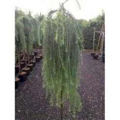 Hængende Japansk Lærk 'Stiff Weeping' Larix Kaempferi 'Stiff Weeping' Opstammet,- Potte 12 Liter,- 150 Cm. Stamme