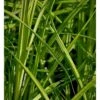 Stiv Star Carex Elata 1 Liter Potte 1 Stiv Star Carex Elata 1 Liter Potte -Siriu Planter Butik p25443 38966 carex elata 817b
