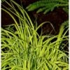 Star 'Bowles Golden' Carex Elata 'Bowles Golden' 1 Liter Potte -Siriu Planter Butik p25445 38065 carex elata bowles golden 9b90
