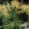 Kæmpefjergræs Stipa Gigantea Potte 2 Liter. 1 Kæmpefjergræs Stipa Gigantea Potte 2 Liter. -Siriu Planter Butik p2593 36135 stipa gigantea 7fb4