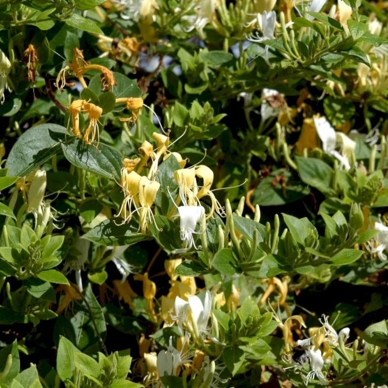 Japansk Kaprifolie 'Halliana' Lonicera Japonica 'Halliana' Potte 2,0 Liter,- Opbundet 3 Japansk Kaprifolie 'Halliana' Lonicera Japonica 'Halliana' Potte 2,0 Liter,- Opbundet