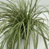 Star 'Evergold' Carex Oshimensis 'Evergold' Potte 2 Liter. 1 Star 'Evergold' Carex Oshimensis 'Evergold' Potte 2 Liter. -Siriu Planter Butik p2852 34102 carex oshimensis evergold d9d9