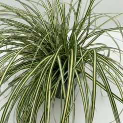 Star 'Evergold' Carex Oshimensis 'Evergold' Potte 2 Liter.