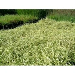 Star 'Evergold' Carex Oshimensis 'Evergold' Potte 2 Liter. -Siriu Planter Butik p2852 36131 carex oshimensis evergold fc90