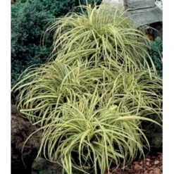Star 'Evergold' Carex Oshimensis 'Evergold' Potte 2 Liter. -Siriu Planter Butik p2852 36132 carex oshimensis evergold 2973