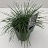 Klitkambunke Koeleria Glauca Potte 2,0 Liter,- 25-30 Cm. -Siriu Planter Butik p2863 33683 koeleria glauca e573