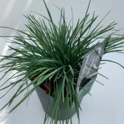 Klitkambunke Koeleria Glauca Potte 2,0 Liter,- 25-30 Cm. -Siriu Planter Butik p2863 38122 image a43b