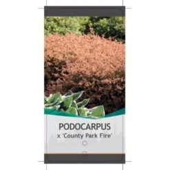 Sydtaks 'County Park Fire' Podocarpus 'County Park Fire' Potte 3,0 Liter,- 15-20 Cm. -Siriu Planter Butik p29108 38825 image 9d3e