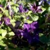 Klematis 'Gipsy Queen' Clematis Hybrid 'Gipsy Queen' Potte 2,0 Liter,- Opbundet 60-100 Cm -Siriu Planter Butik p2962 48572 clematis hybrid gipsy queen cd59