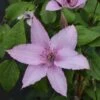 Klematis 'Hagley Hybrid' Clematis Hybrid 'Hagley Hybrid' Potte 2,0 Liter,- Opbundet -Siriu Planter Butik p2963 27695 clematis hybrid hagley hybrid b238