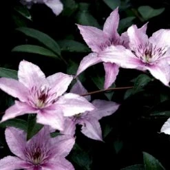 Klematis 'Hagley Hybrid' Clematis Hybrid 'Hagley Hybrid' Potte 2,0 Liter,- Opbundet -Siriu Planter Butik p2963 48575 clematis hybrid hagley hybrid d08a