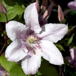 Klematis 'Hagley Hybrid' Clematis Hybrid 'Hagley Hybrid' Potte 2,0 Liter,- Opbundet -Siriu Planter Butik p2963 48576 clematis hybrid hagley hybrid 35a4
