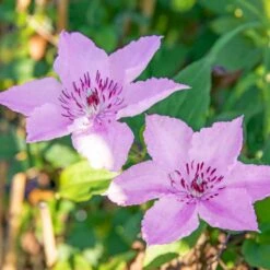 Klematis 'Hagley Hybrid' Clematis Hybrid 'Hagley Hybrid' Potte 2,0 Liter,- Opbundet -Siriu Planter Butik p2963 50567 clematis hybrid hagley hybrid e433