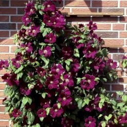 Klematis 'Rouge Cardinal' Clematis Hybrid 'Rouge Cardinal' Potte 2,0 Liter,- Opbundet 60-100 Cm