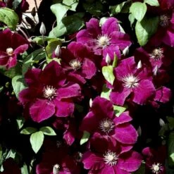 Siriu Planter Butik -Siriu Planter Butik p2965 48606 clematis hybrid rouge cardinal 5ae5