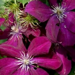 Klematis 'Rouge Cardinal' Clematis Hybrid 'Rouge Cardinal' Potte 2,0 Liter,- Opbundet 60-100 Cm -Siriu Planter Butik p2965 48607 clematis hybrid rouge cardinal ff13