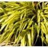 Japansk Skovgræs 'Aureola' Hakonechloa Macra 'Aureola' 1 Liter Potte -Siriu Planter Butik p3099 41073 hakonechloa macra aureola c79a