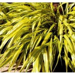 Japansk Skovgræs 'Aureola' Hakonechloa Macra 'Aureola' 1 Liter Potte