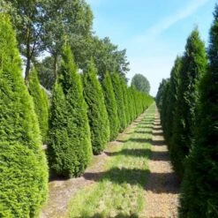 Hækthuja 'Smaragd' Thuja Occidentalis 'Smaragd' Med Klump,- 150-175 Cm. 12 Hækthuja 'Smaragd' Thuja Occidentalis 'Smaragd' Med Klump,- 150-175 Cm. -Siriu Planter Butik p3129 52857 thuja occidentalis smaragd a969