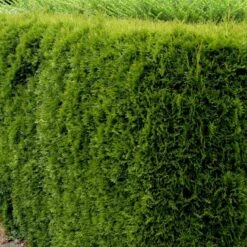 Hækthuja 'Smaragd' Thuja Occidentalis 'Smaragd' Med Klump,- 150-175 Cm. 13 Hækthuja 'Smaragd' Thuja Occidentalis 'Smaragd' Med Klump,- 150-175 Cm. -Siriu Planter Butik p3129 52858 thuja occidentalis smaragd 9b78