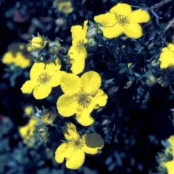 Gul Buskpotentil 'Goldfinger' Potentilla Fruticosa 'Goldfinger' Plug + 2 års, 30-50 Cm. -Siriu Planter Butik p3130 54085 potentilla fruticosa goldfinger 2cdf