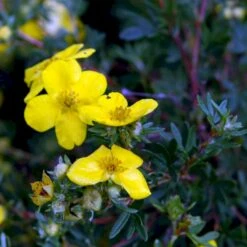 Gul Buskpotentil 'Goldfinger' Potentilla Fruticosa 'Goldfinger' Plug + 2 års, 30-50 Cm. -Siriu Planter Butik p3130 54086 potentilla fruticosa goldfinger a387