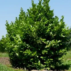 Hæk-Kirsebærlaurbær 'Rotundifolia' Prunus Laurocerasus 'Rotundifolia' Potte 10 Liter,- 100-125 Cm.