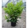 Kirsebærlaurbær 'Etna' Prunus Laurocerasus 'Etna' Potte 5,0 Liter,- 80-100 Cm. -Siriu Planter Butik p3179 26532 prunus laurocerasus etna ffbb