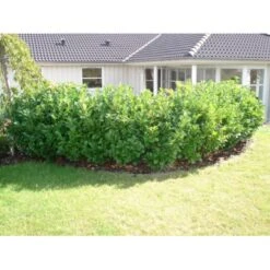 Kirsebærlaurbær 'Etna' Prunus Laurocerasus 'Etna' Potte 10 Liter,- 60-80 Cm. -Siriu Planter Butik p3179 30027 prunus laurocerasus etna 6222 2