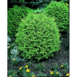 Ædelcypres 'Globosa' Chamaecyparis Lawsoniana 'Globosa' Potte 3,0 Liter,- 30-40 Cm. -Siriu Planter Butik p3214 2443 chamaecyparis lawsoniana globosa 8f2c