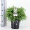 Ædelcypres 'Globosa' Chamaecyparis Lawsoniana 'Globosa' Potte 3,0 Liter,- 30-40 Cm. 2 Ædelcypres 'Globosa' Chamaecyparis Lawsoniana 'Globosa' Potte 3,0 Liter,- 30-40 Cm. -Siriu Planter Butik p3214 33423 chamaecyparis lawsoniana globosa bf27