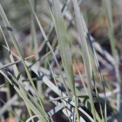 Blå Marehalm 'Blue Dune' Leymus Arenarius 'Blue Dune' 1 Liter Potte
