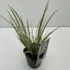 Kalmus 'Argenteostriatus' Acorus Gramineus 'Argenteostriatus' 1 Liter Potte -Siriu Planter Butik p33018 34080 acorus gramineus argenteostriatus 4c5a