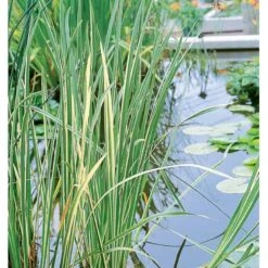 Kalmus 'Argenteostriatus' Acorus Gramineus 'Argenteostriatus' 1 Liter Potte -Siriu Planter Butik p33018 38063 acorus gramineus argenteostriatus 2dd5