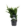 Søjle Ædelcypres 'Wisselii' Chamaecyparis Lawsoniana 'Wisselii' Potte 3,0 Liter,- 40-60 Cm. -Siriu Planter Butik p33070 53435 chamaecyparis lawsoniana wisselii f039