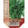 Krybende Enebær 'Prince Of Wales' Juniperus Horizontalis 'Prince Of Wales' Potte 2,0 Liter,- 20-25 Cm. -Siriu Planter Butik p33084 42004 juniperus horizontalis prince of wales 0563