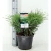 Sevenbom Juniperus Sabina Potte 5,0 Liter,- 40-50 Cm. -Siriu Planter Butik p33085 33848 juniperus sabina 7e86