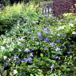 Staudeklematis 'Arabella' Clematis Integrifolia 'Arabella' Potte 2,0 Liter,- Opbundet -Siriu Planter Butik p33165 48620 clematis integrifolia arabella c0e4