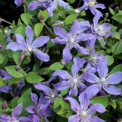 Staudeklematis 'Arabella' Clematis Integrifolia 'Arabella' Potte 2,0 Liter,- Opbundet -Siriu Planter Butik p33165 50574 clematis integrifolia arabella 9b86