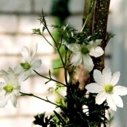 Klematis 'Early Sensation' Clematis Hybrid 'Early Sensation' Potte 2,0 Liter,- Opbundet -Siriu Planter Butik p33169 48567 clematis hybrid early sensation c391