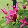 Texas-Skovranke 'Princess Diana' Clematis Texensis 'Princess Diana' Potte 2,0 Liter,- Opbundet -Siriu Planter Butik p33174 27661 clematis princess diana 6d0b