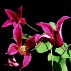 Texas-Skovranke 'Princess Diana' Clematis Texensis 'Princess Diana' Potte 2,0 Liter,- Opbundet 6 Texas-Skovranke 'Princess Diana' Clematis Texensis 'Princess Diana' Potte 2,0 Liter,- Opbundet -Siriu Planter Butik p33174 48657 clematis texensis princess diana f27a