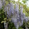 Kinesisk Blåregn Wisteria Sinensis Potte 2,0 Liter,- Opbundet