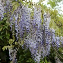 Kinesisk Blåregn Wisteria Sinensis Potte 2,0 Liter,- Opbundet