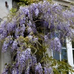Kinesisk Blåregn Wisteria Sinensis Potte 2,0 Liter,- Opbundet -Siriu Planter Butik p33178 48972 wisteria sinensis efa7