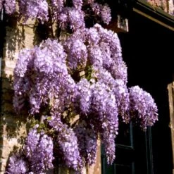 Kinesisk Blåregn Wisteria Sinensis Potte 2,0 Liter,- Opbundet -Siriu Planter Butik p33178 48973 wisteria sinensis d1b1