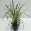Pampasgræs 'Rosea' Cortaderia Selloana 'Rosea' Potte 2 Liter. -Siriu Planter Butik p33233 34109 cortaderia selloana rosea 78e2