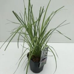 Pampasgræs 'Rosea' Cortaderia Selloana 'Rosea' Potte 2 Liter.