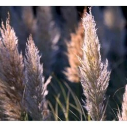 Pampasgræs 'Rosea' Cortaderia Selloana 'Rosea' Potte 2 Liter. -Siriu Planter Butik p33233 42754 cortaderia selloana rosea ecd1