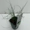 Spiral-Lysesiv Juncus Effusus Spiralis 1 Liter Potte -Siriu Planter Butik p33277 34119 juncus effusus spiralis 55b7